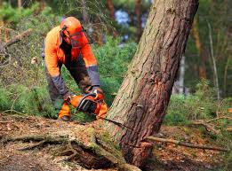 Best Tree Maintenance Programs  in Chino, CA